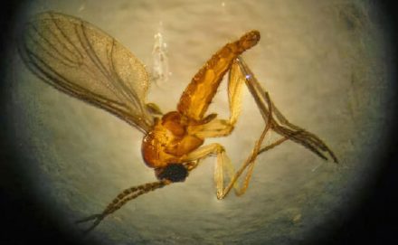 <?php bloginfo("name"); ?> - Estado do Rio registra quarta morte por febre do Oropouche